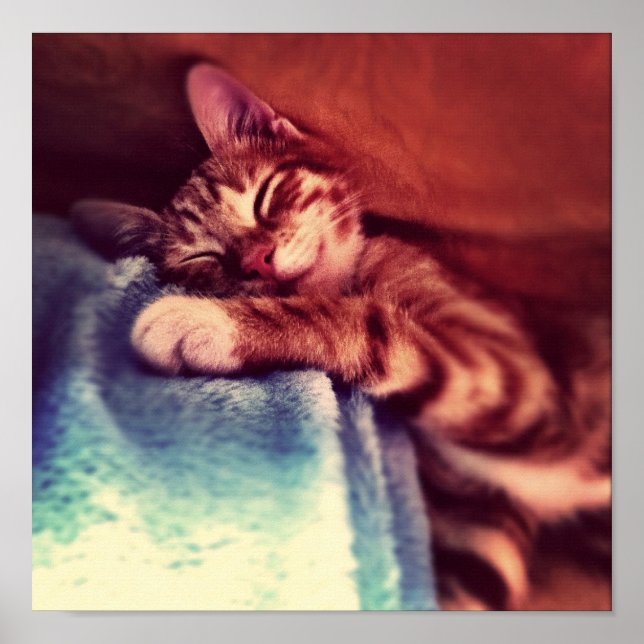 Niedliches Kätzchen schlafend Poster (Vorne)
