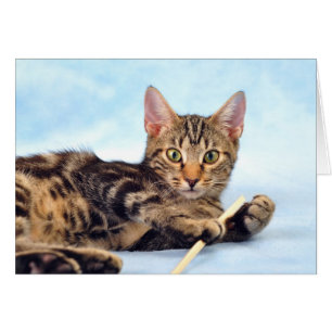 Niedliches Kätzchenspielen