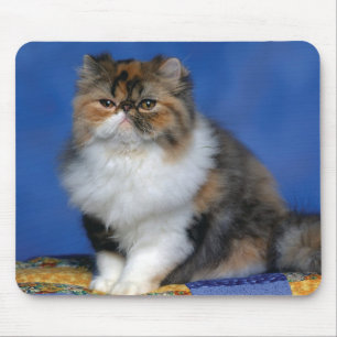 Niedliches Katzen-Kätzchen M003 Mousepad