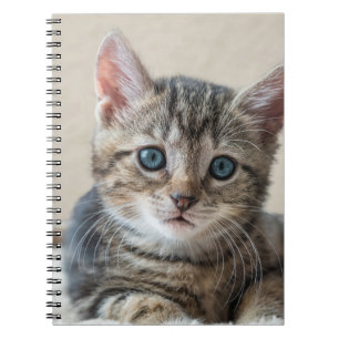 Niedliches Katzengesicht Notizblock