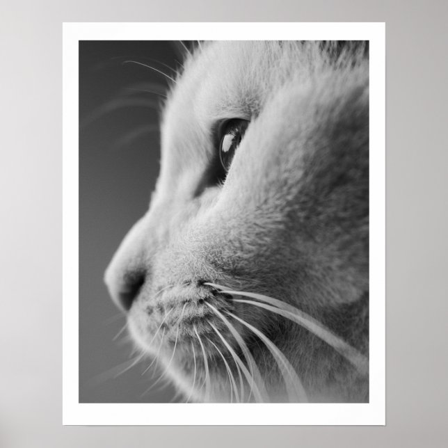 Niedliches Katzenprofil - Schwarzweiß Poster (Vorne)