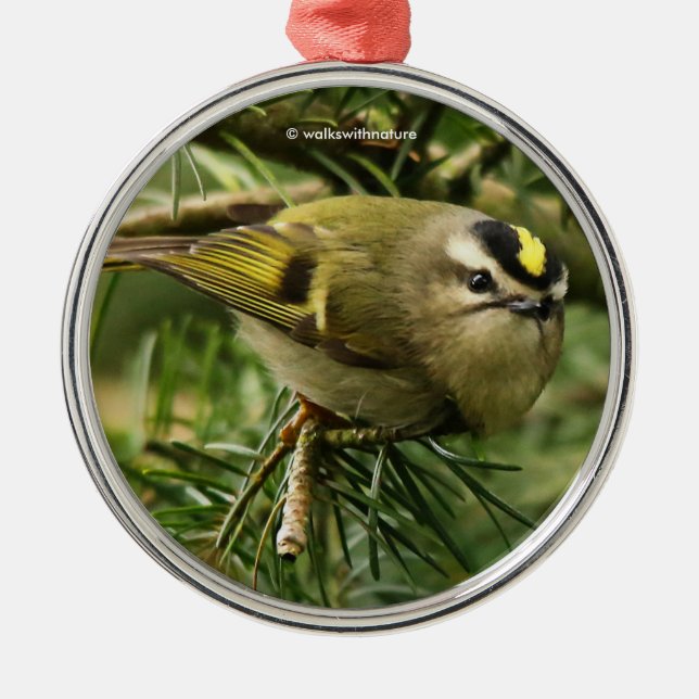 Niedliches Kinglet Songbird verursacht eine Stir i Ornament Aus Metall (Vorne)