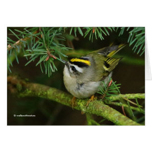 Niedliches Kinglet Songbird verursacht Stir in der