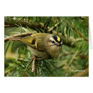 Niedliches Kinglet Songbird verursacht Stir in der