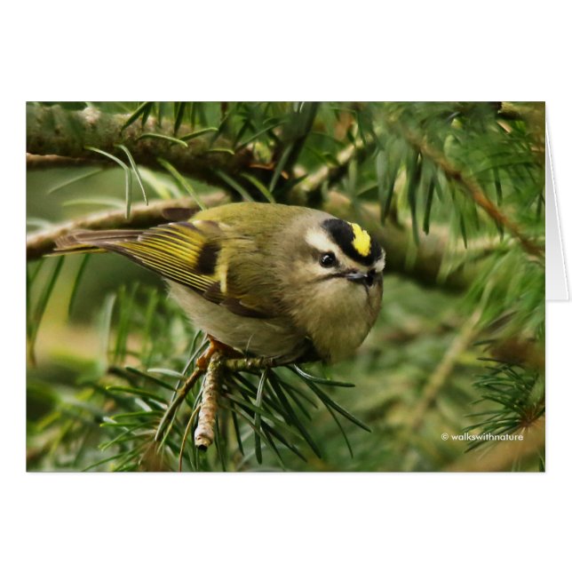 Niedliches Kinglet Songbird verursacht Stir in der (Vorderseite (Horizontal))