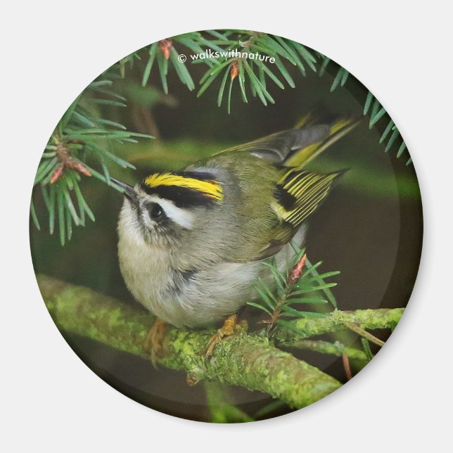 Niedliches Kinglet Songbird verursacht Stir in der Magnet (Vorne)