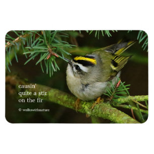 Niedliches Kinglet Songbird verursacht Stir in der Magnet