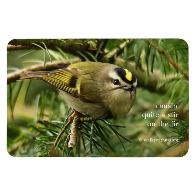Niedliches Kinglet Songbird verursacht Stir in der Magnet (Horizontal)