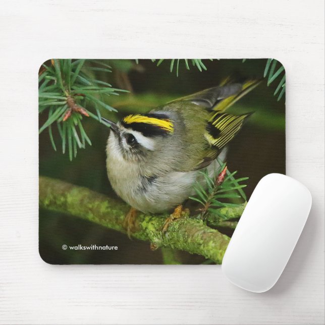 Niedliches Kinglet Songbird verursacht Stir in der Mousepad (Mit Mouse)