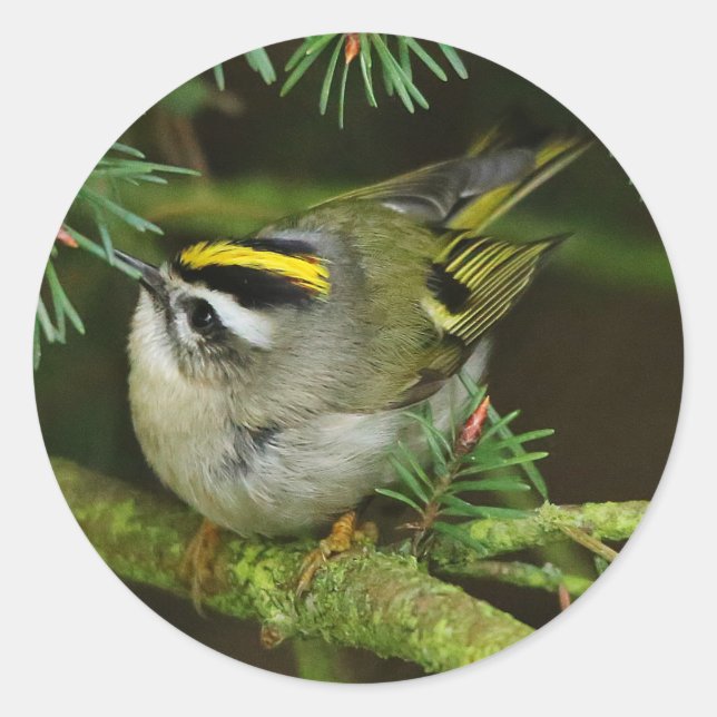 Niedliches Kinglet Songbird verursacht Stir in der Runder Aufkleber (Vorderseite)