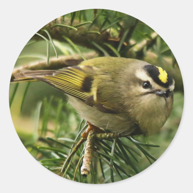 Niedliches Kinglet Songbird verursacht Stir in der Runder Aufkleber (Vorderseite)
