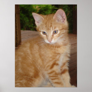 Niedliches Kit! Poster