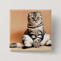 Niedliches Kitten ausgespült