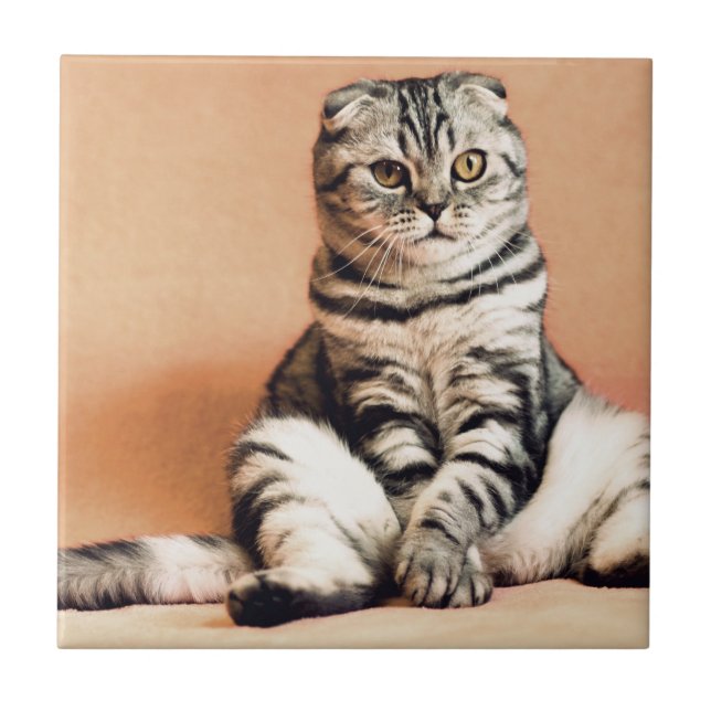 Niedliches Kitten ausgespült Fliese (Vorderseite)