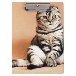 Niedliches Kitten ausgespült Klemmbrett