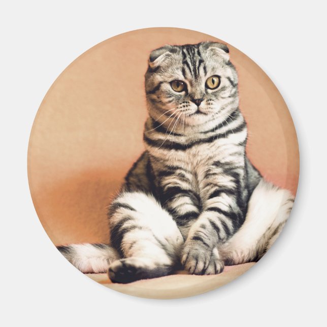 Niedliches Kitten ausgespült Magnet (Vorne)