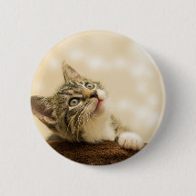 Niedliches Kitten mit ausgestreckter Pfote