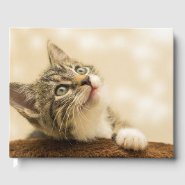 Niedliches Kitten mit ausgestreckter Pfote Gästebuch