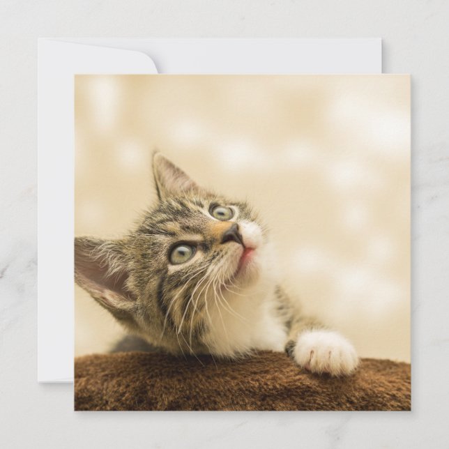 Niedliches Kitten mit ausgestreckter Pfote Karte (Vorderseite)