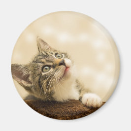 Niedliches Kitten mit ausgestreckter Pfote Magnet