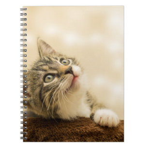 Niedliches Kitten mit ausgestreckter Pfote Notizblock