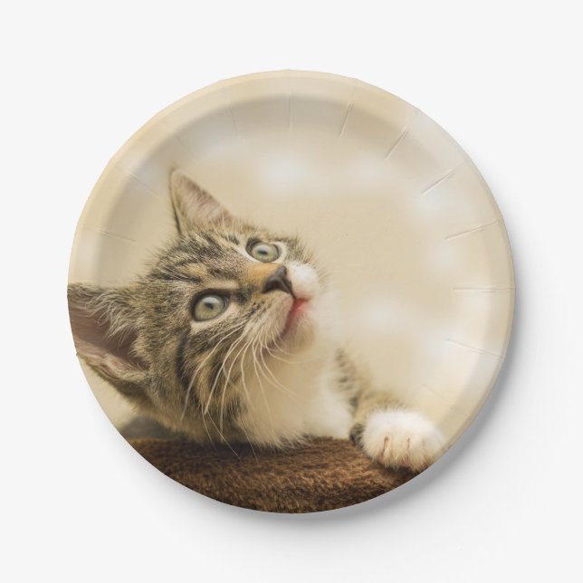 Niedliches Kitten mit ausgestreckter Pfote Pappteller (Vorderseite)