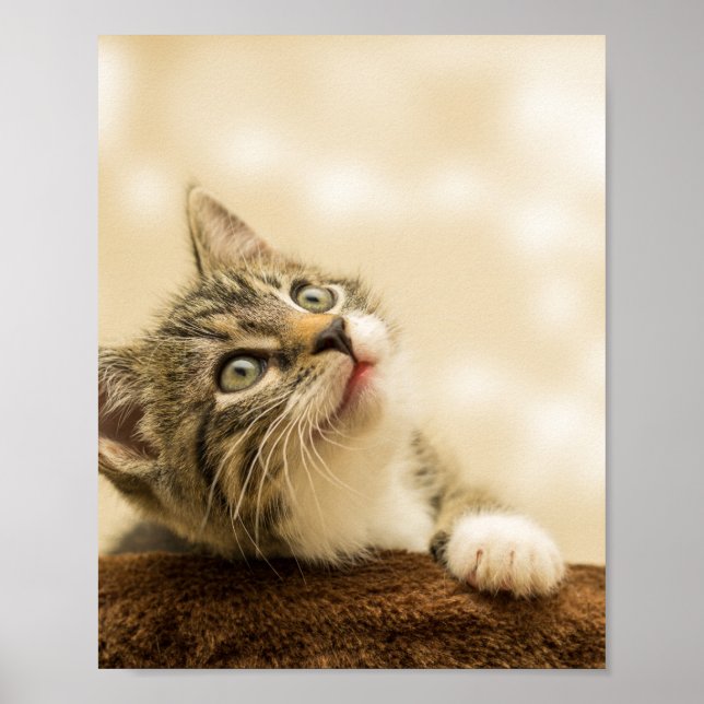 Niedliches Kitten mit ausgestreckter Pfote Poster (Vorne)