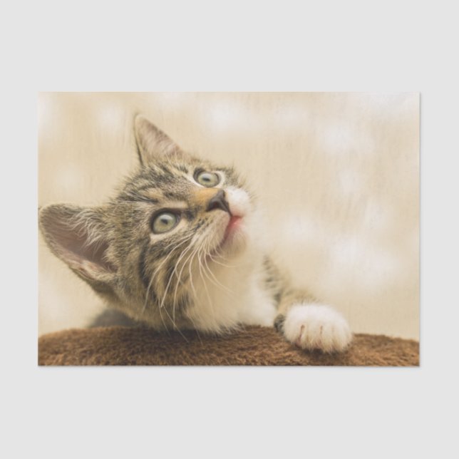 Niedliches Kitten mit ausgestreckter Pfote Seidenpapier (Vorderseite)