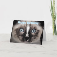 Niedliches Kitten mit Blue Eyes Happy Birthday