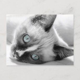 Niedliches Kitten mit Blue-Eyes Postkarte