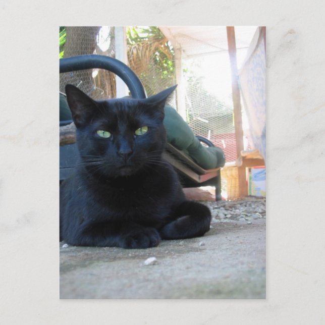 Niedliches Kitty Lay - Postkarte (Vorderseite)