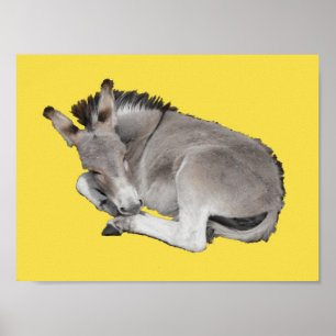 Niedliches kleines graues Donkey-Baby-Fohlen abgel Poster