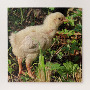 niedliches kleines Huhn, Hühnchen, natürlich Puzzle