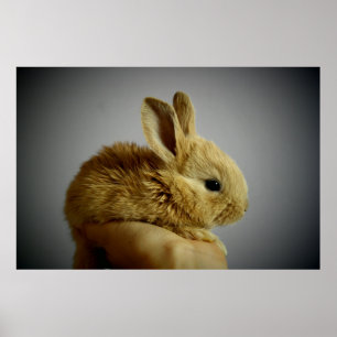 Niedliches kleines Kaninchen Poster