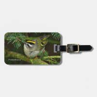 Niedliches Kleines Kinglet verursacht eine Stir in