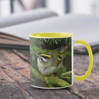Niedliches Kleines Kinglet verursacht eine Stir in