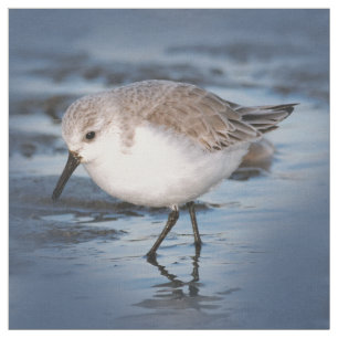 Niedliches Kleines Sanderling am Strand Stoff