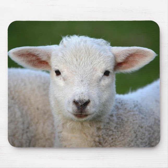 Niedliches kleines Schaf Mousepad (Vorne)