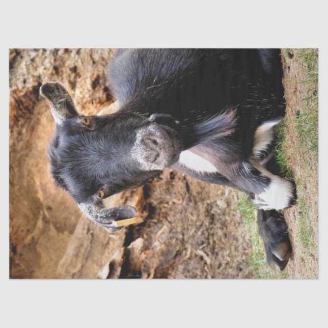 NIEDLICHES KLEINES ZIEGEL SEIDENPAPIER (Vorderseite)