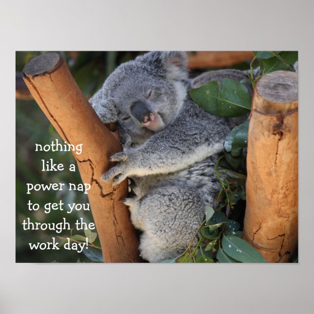 Niedliches Koala-Bärenposter (16x12), Power-Nicker Poster (Vorne)
