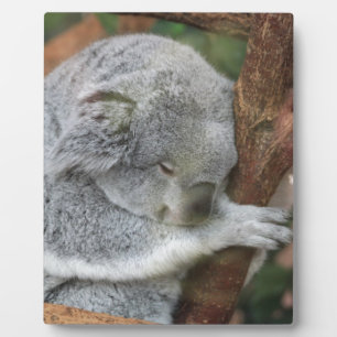Niedliches Koala-Bärn-Duschen-Büro-Party Fotoplatte