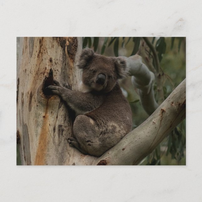 Niedliches Koala in Australien Postkarte (Vorderseite)