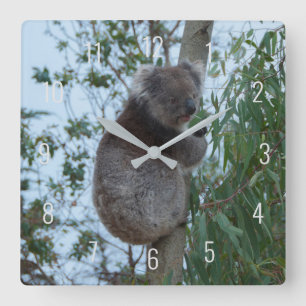 Niedliches Koala-Klettern in einem Baum Australien Quadratische Wanduhr