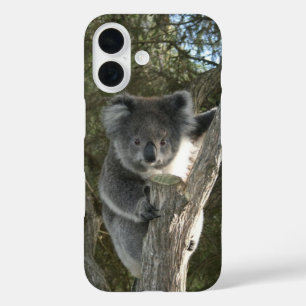 Niedliches Koala klettert auf einen Baum iPhone 16 Hülle