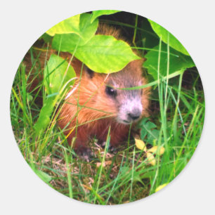 Niedliches kurioses Baby Groundhog Woodchuck Runder Aufkleber