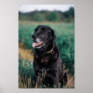 Niedliches Labrador Black Doppy Puppy Pet Poster