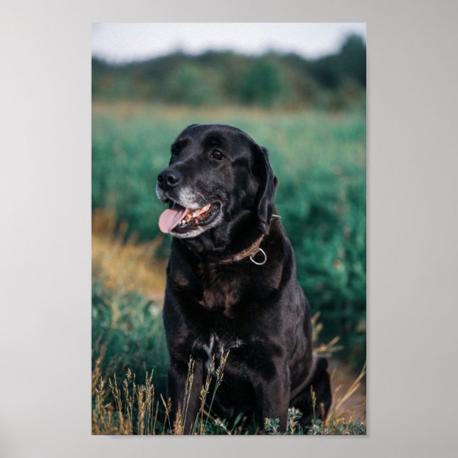 Niedliches Labrador Black Doppy Puppy Pet Poster (Vorne)