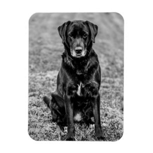 Niedliches Labrador Black Doppy-Welpen Magnet