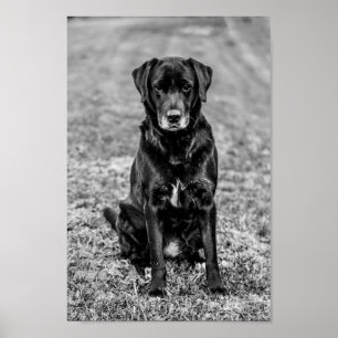 Niedliches Labrador Black Doppy-Welpen Poster