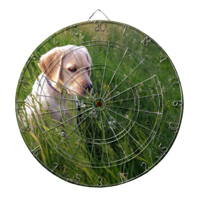 Niedliches Labrador Welpe im Gras Dartscheibe (vorne)